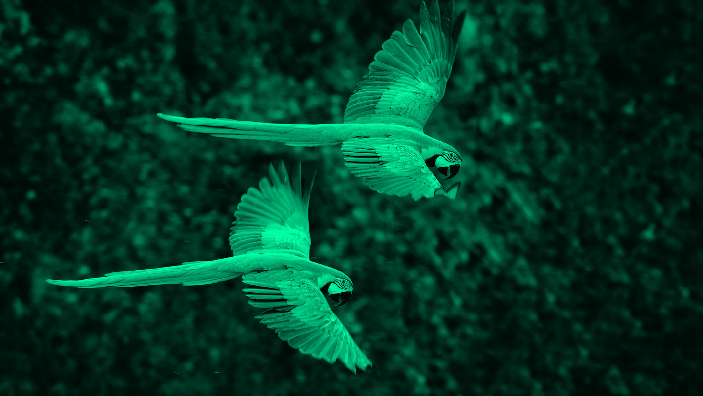 Blue filter birds